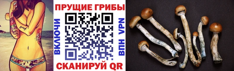 продажа наркотиков  Городовиковск  блэк спрут ТОР  Псилоцибиновые грибы MAGIC MUSHROOMS 